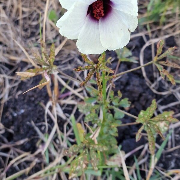 Hibiscus cannabinus Flor