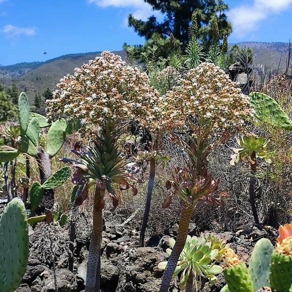 Aeonium appendiculatum Blomma