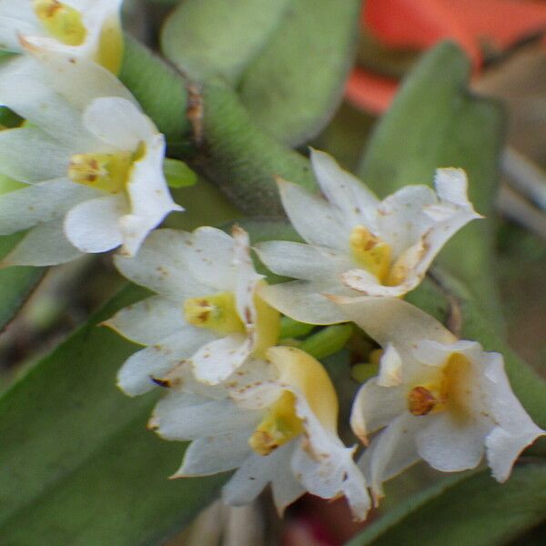 Calyptrochilum christyanum Flower