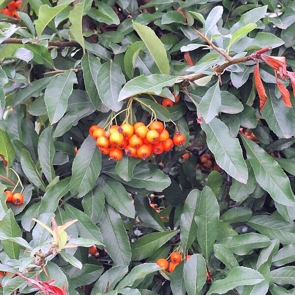 Pyracantha crenulata Fruit