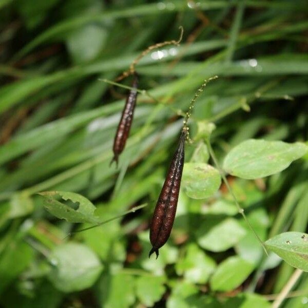 Lathyrus niger Fruit