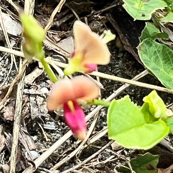 Alysicarpus ovalifolius Flower