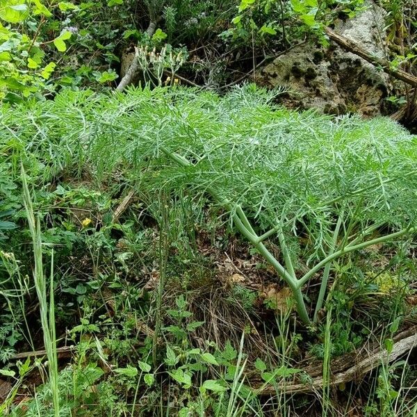 Ferula glauca Yaprak