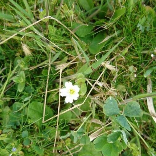 Moehringia pentandra Blüte