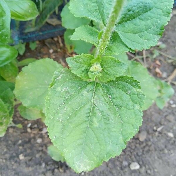 Ageratum conyzoides Leaf