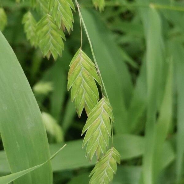 Chasmanthium latifolium Lorea