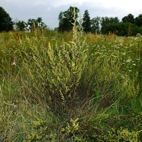 Artemisia chamaemelifolia 形态