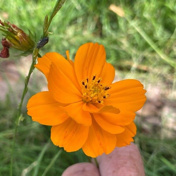 Cosmos caudatus Flower