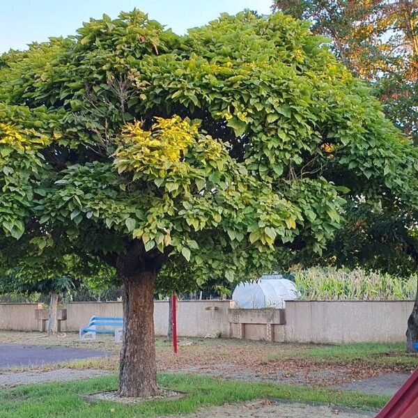 Catalpa ovata Hàbitat