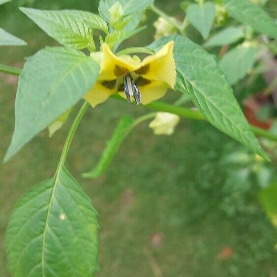 Physalis philadelphica फूल