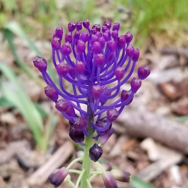 Muscari comosum Blomma