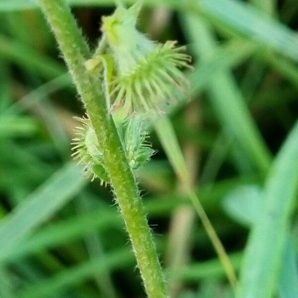 Agrimonia eupatoria ഫലം