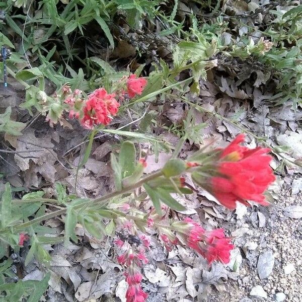 Castilleja parviflora 花