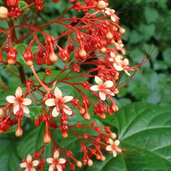 Clerodendrum paniculatum Цветок