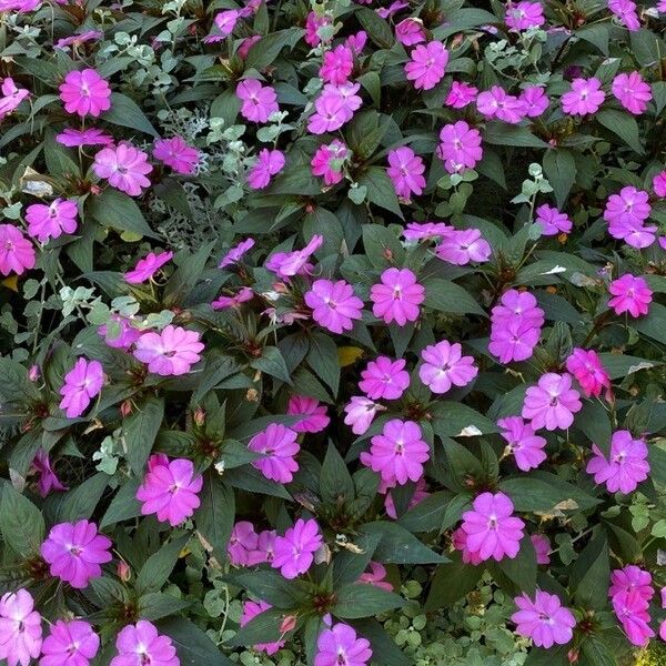 Impatiens walleriana Habit