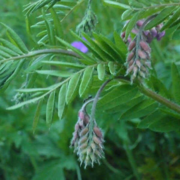 Vicia orobus Άλλα