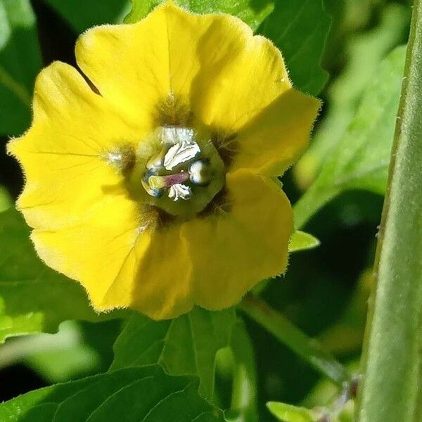 Physalis philadelphica Цвят