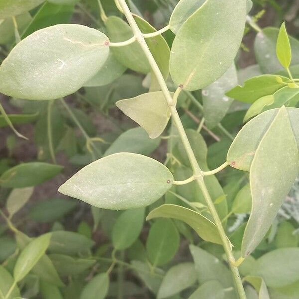 Salvadora persica Leaf