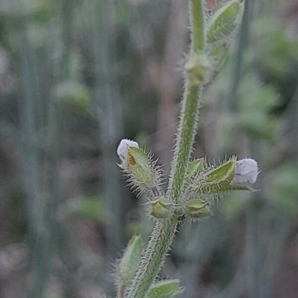 Salvia aegyptiaca Kukka