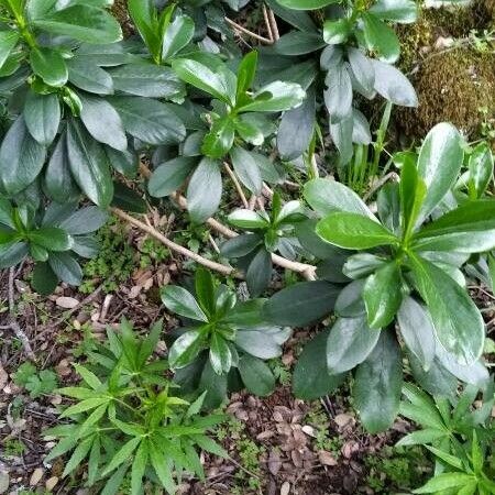 Daphne laureola Leaf