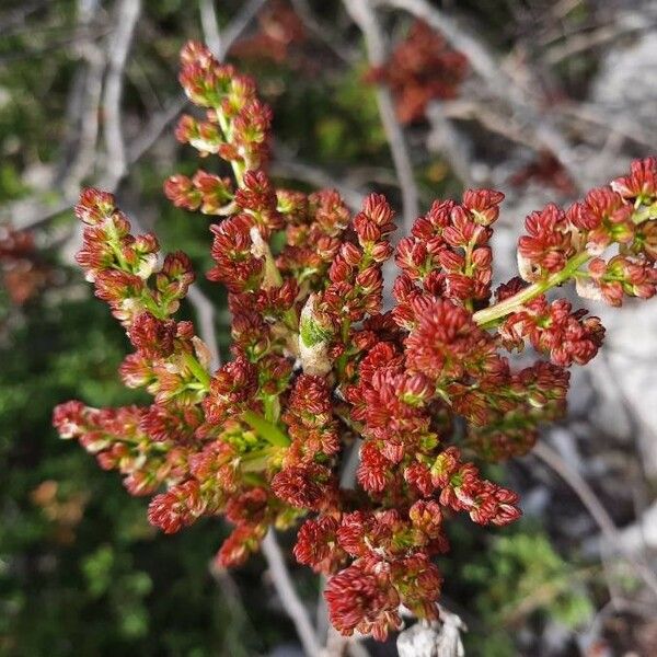 Pistacia terebinthus Flor