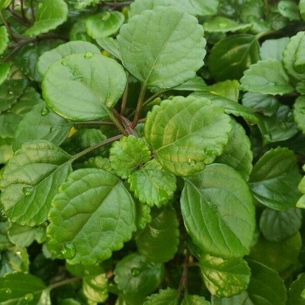 Coleus australis 叶