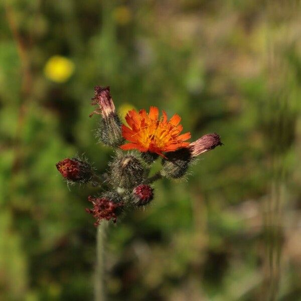 Pilosella aurantiaca പുഷ്പം