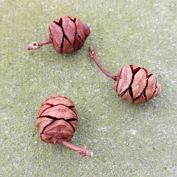 Metasequoia glyptostroboides Fruchs