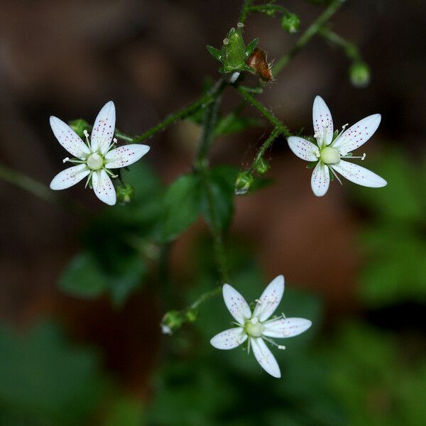 Saxifraga rotundifolia Blomst