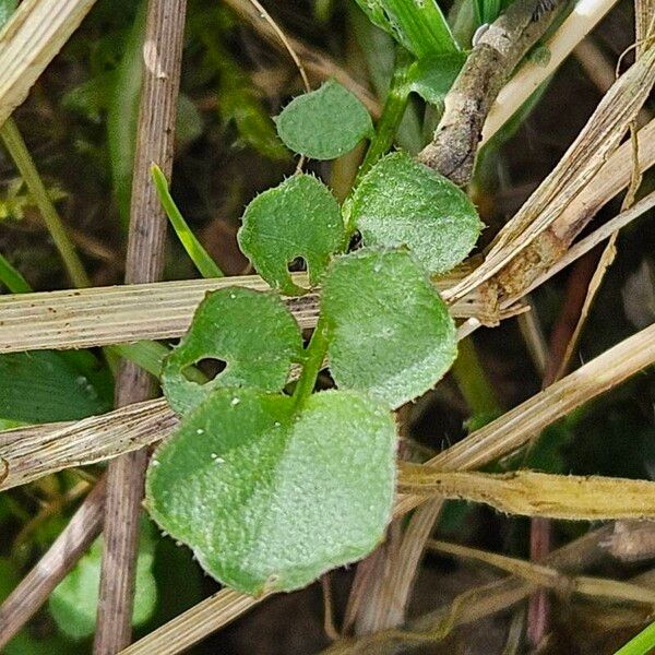 Cardamine pratensis List