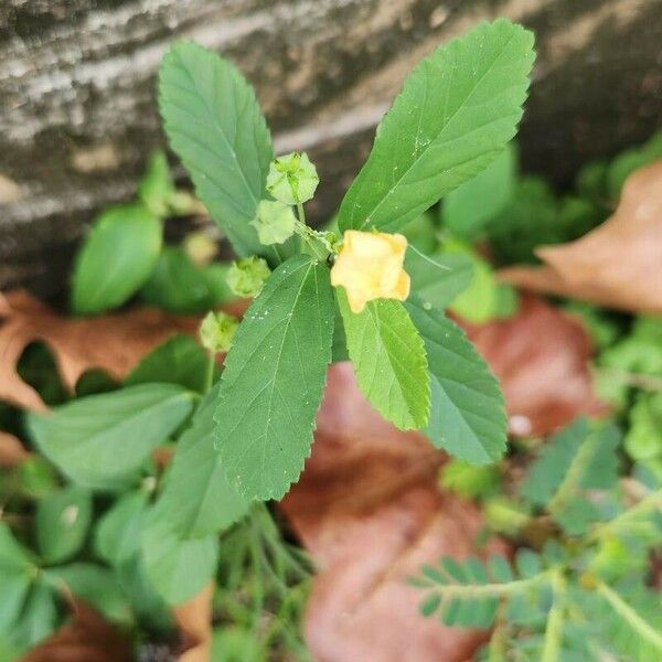 Sida rhombifolia Cvet