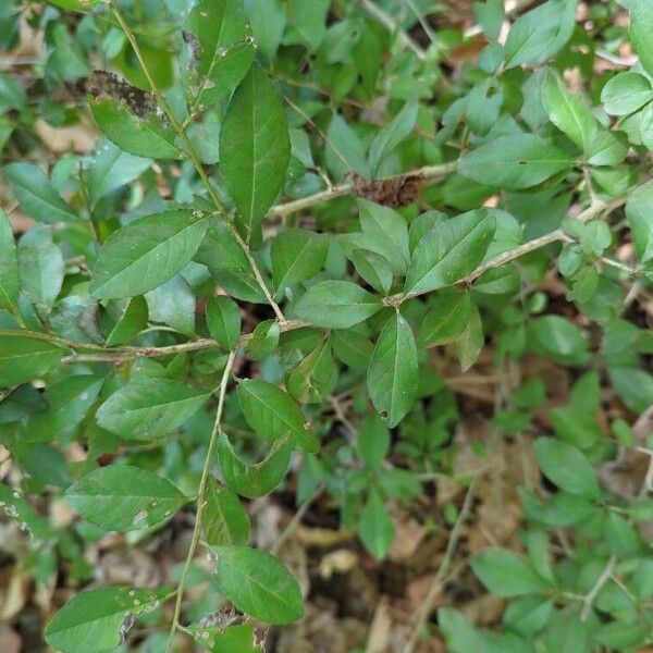 Ilex decidua 葉