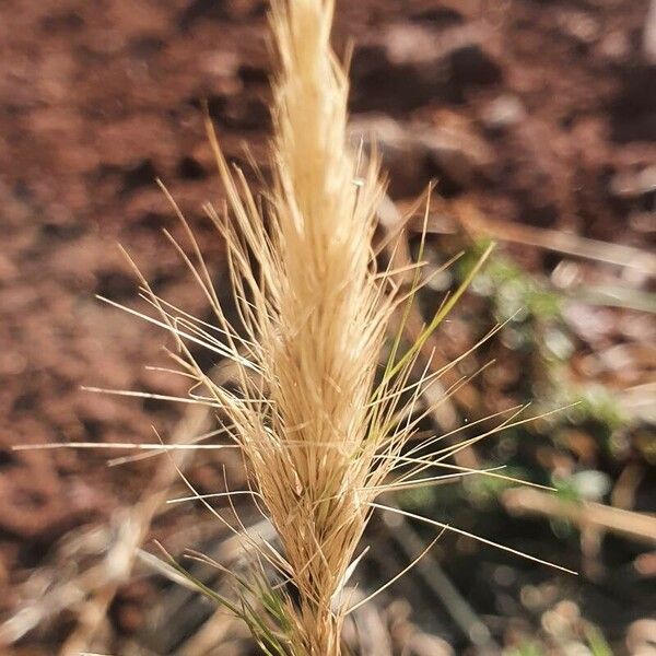 Aristida adoensis फूल