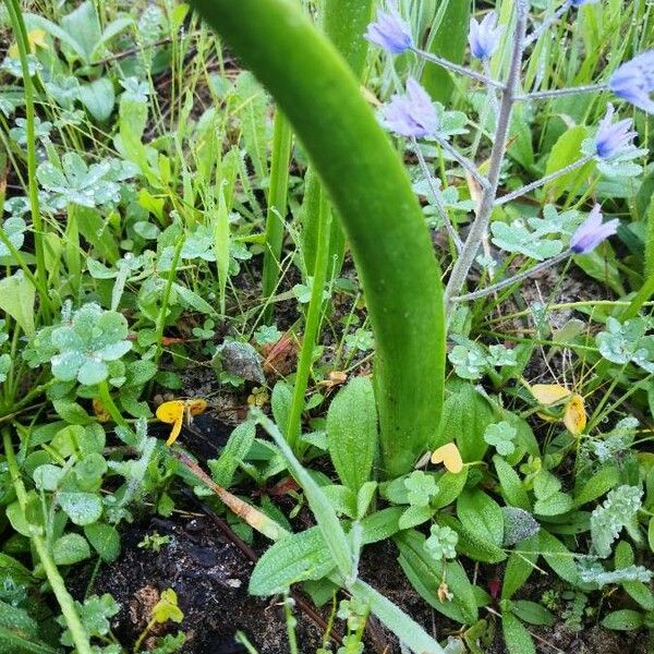 Hyacinthoides hispanica Folla