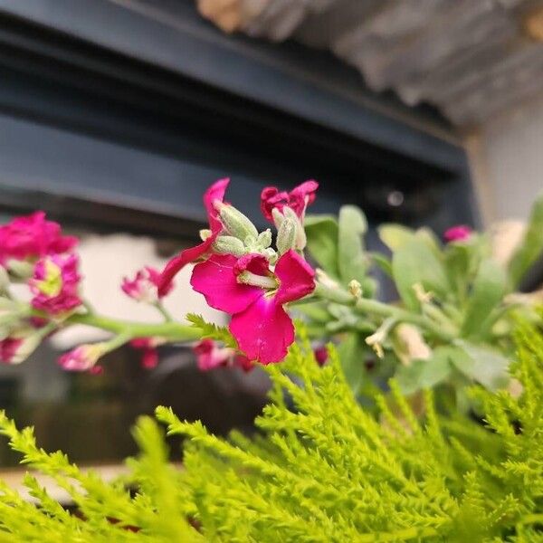 Matthiola incana Flower