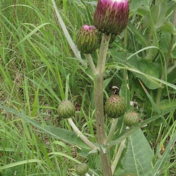 Cirsium heterophyllum Blomst