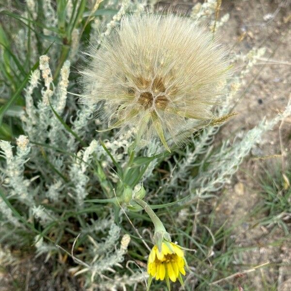 Tragopogon pratensis Ffrwyth