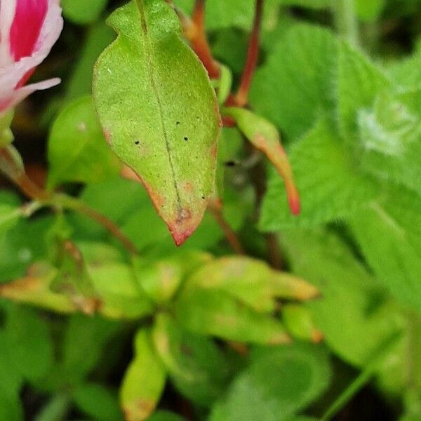 Clarkia amoena Blatt