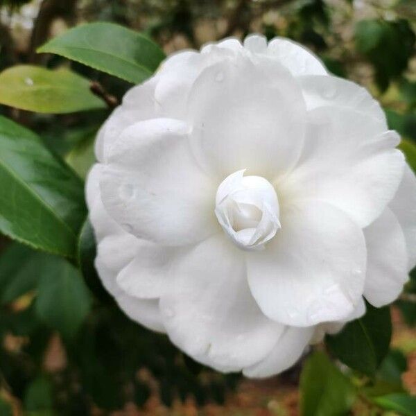 Camellia japonica Flower