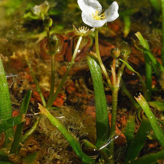 Alisma gramineum Blomst