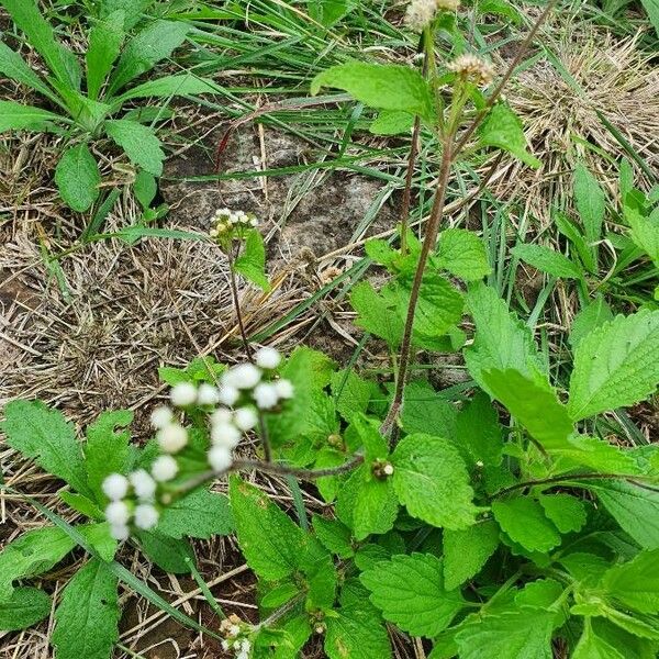 Ageratum conyzoides Feuille