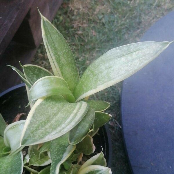 Sansevieria trifasciata 葉