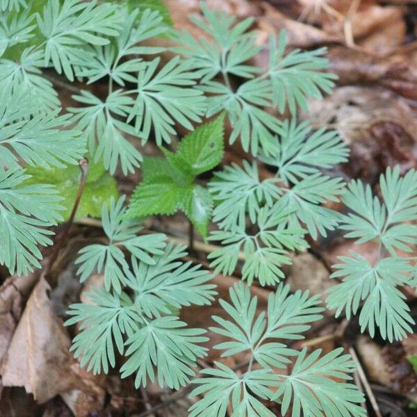 Dicentra canadensis Folha