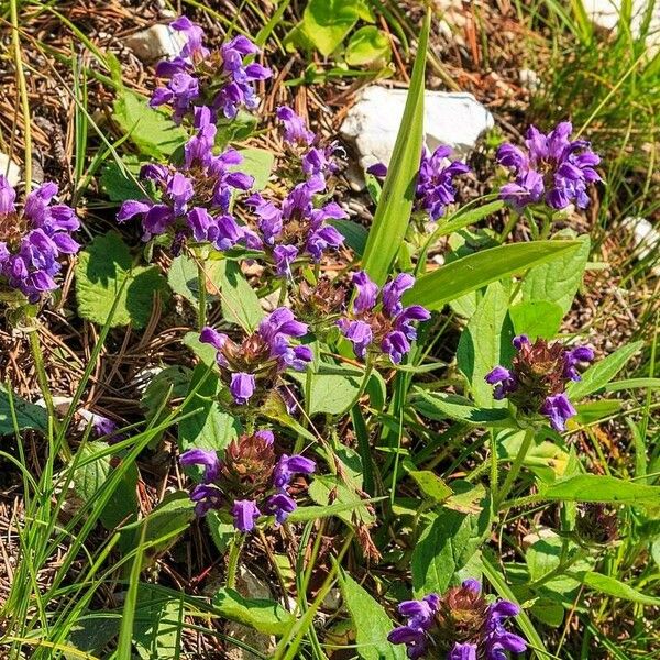 Prunella grandiflora Кветка