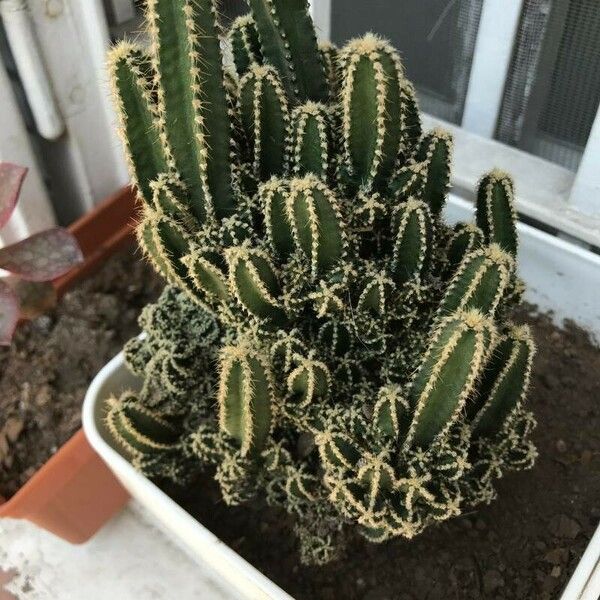 Acanthocereus tetragonus Blad