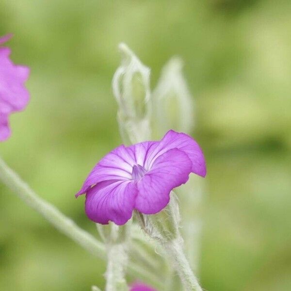 Agrostemma githago പുഷ്പം