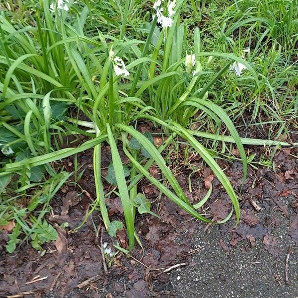 Allium triquetrum عادت