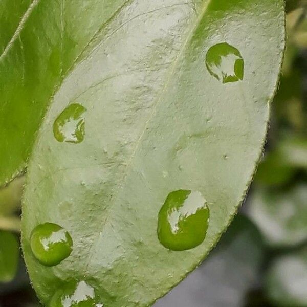 Choisya ternata Leaf