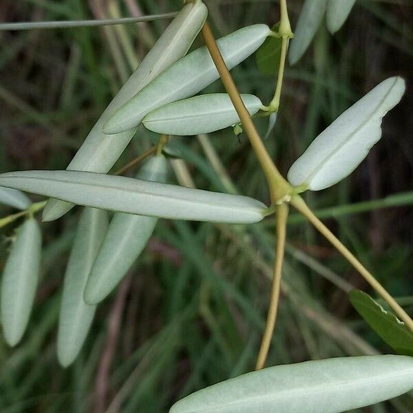 Euphorbia articulata Bark