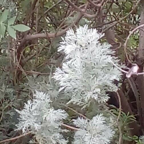 Artemisia arborescens ഇല